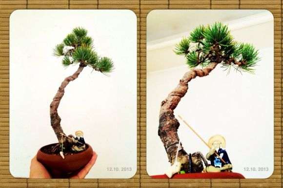 大阪松盆景应该如何养护啊