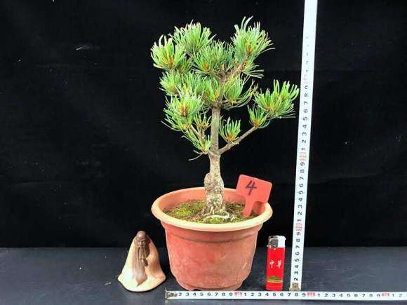 今天又入了一棵宫岛大阪松盆景