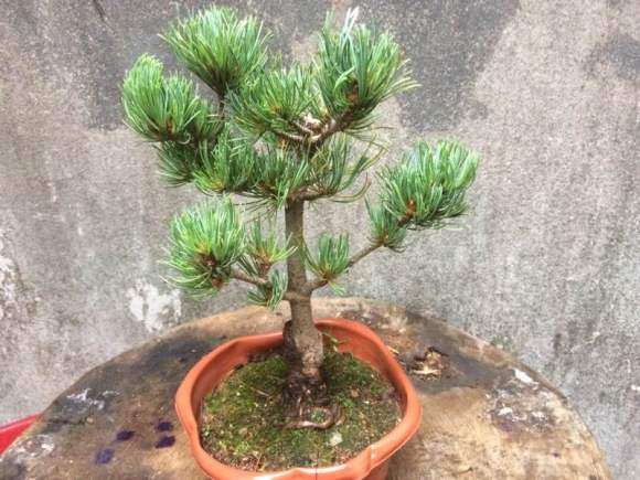 今天又入了一棵宫岛大阪松盆景