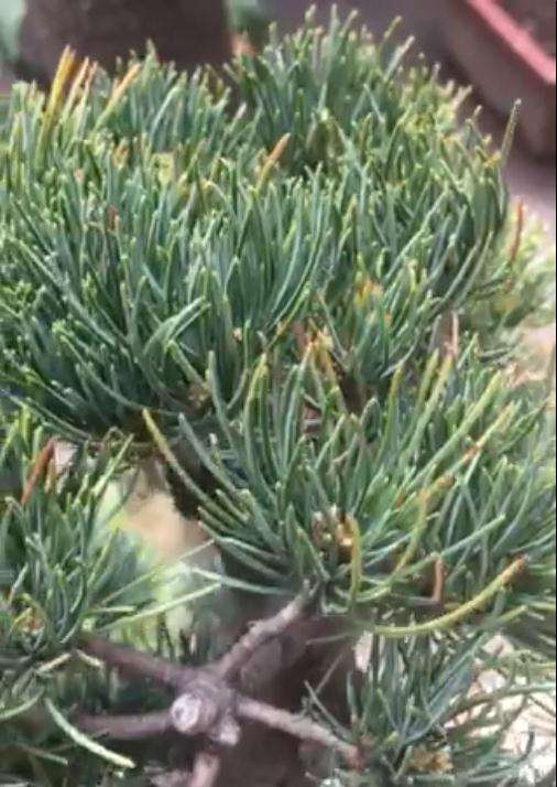 大阪松盆景怎么爆芽了