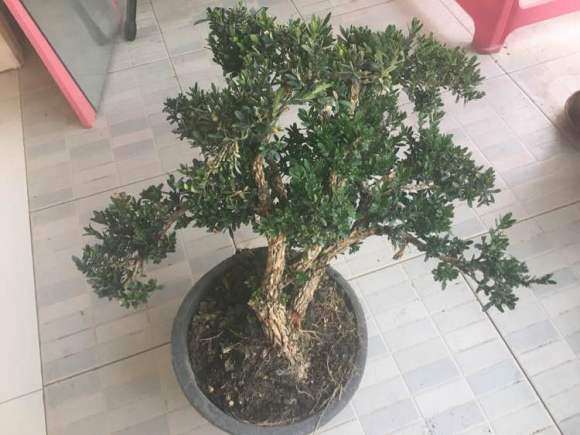 大阪松盆景怎么爆芽了