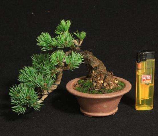 大阪松盆景修剪下的枝条能扦插吗