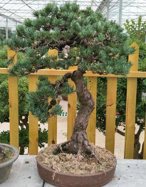 大阪松盆景修剪下的枝条能扦插吗