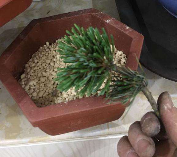 谈谈我是怎么扦插大阪松盆景的