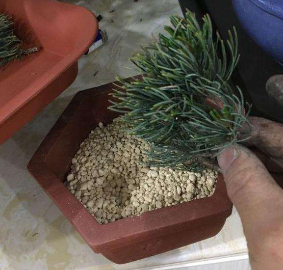 谈谈我是怎么扦插大阪松盆景的