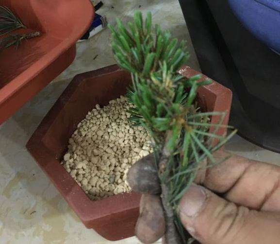 谈谈我是怎么扦插大阪松盆景的