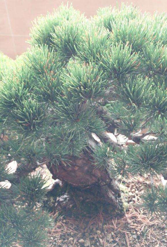 大阪松盆景怎么修剪