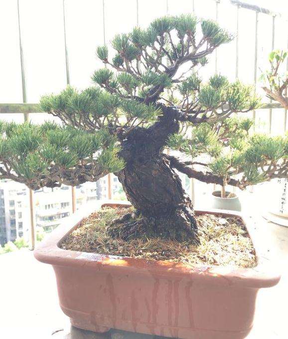 大阪松盆景怎么修剪