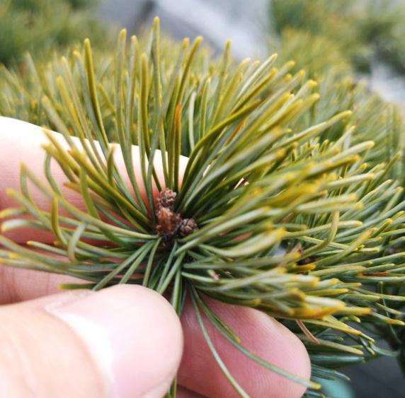 大阪松盆景叶子黄了 芽头怎么办