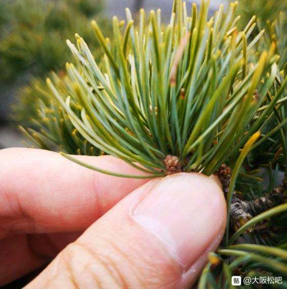 大阪松盆景叶子黄了 芽头怎么办