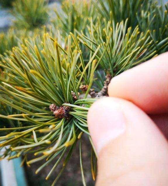 大阪松盆景叶子黄了 芽头怎么办