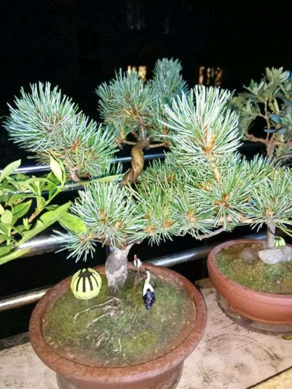 大阪松盆景怎么翻盆浇水的方法