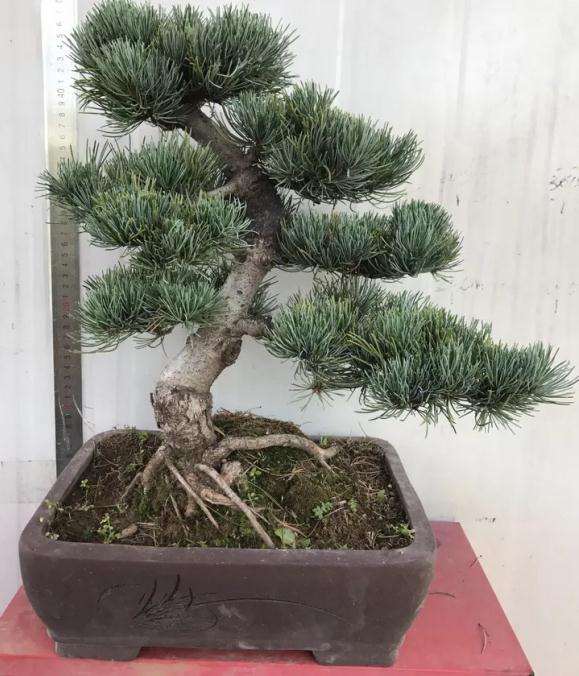 大阪松盆景怎么翻盆浇水的方法