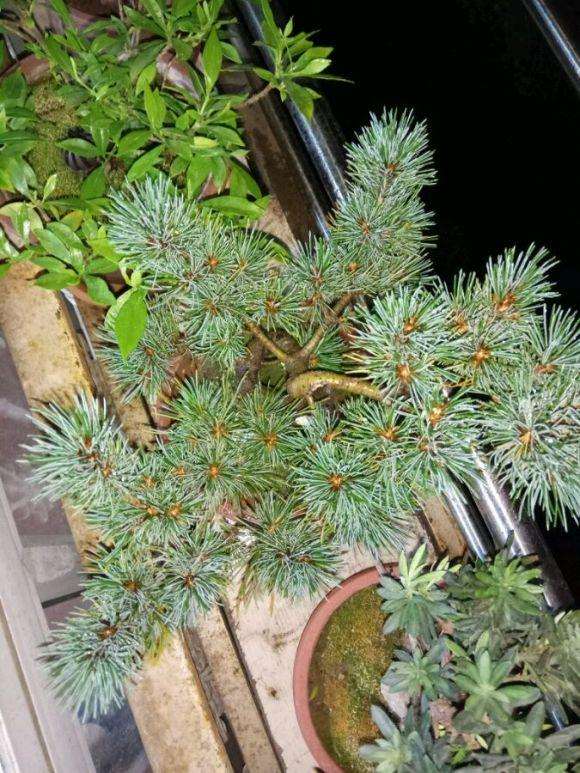 大阪松盆景怎么翻盆浇水的方法