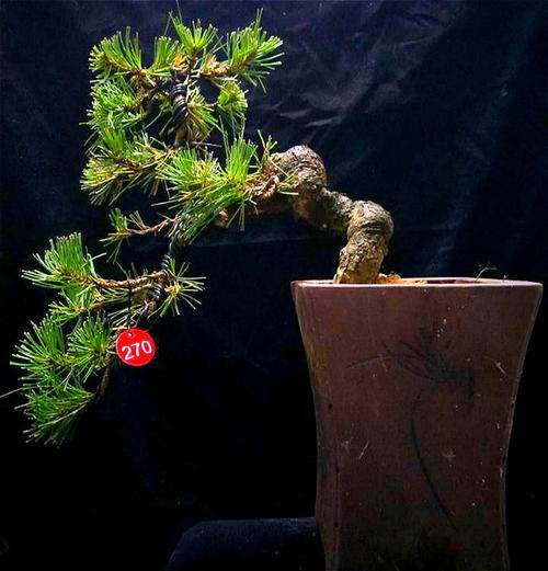 大阪松盆景用什么土养好