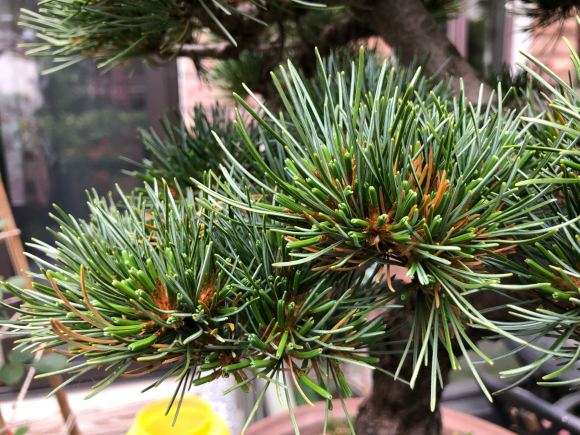 大阪松盆景下层针叶有发黄干枯现象