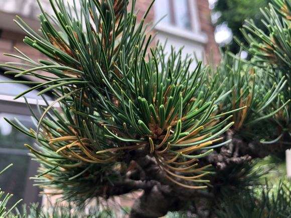 大阪松盆景下层针叶有发黄干枯现象