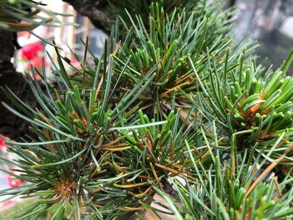 大阪松盆景下层针叶有发黄干枯现象