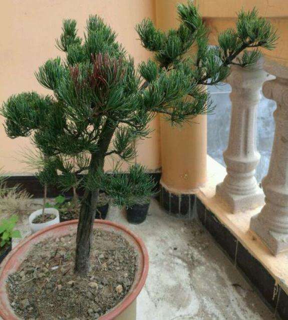 广西种的大阪松盆景出芽了