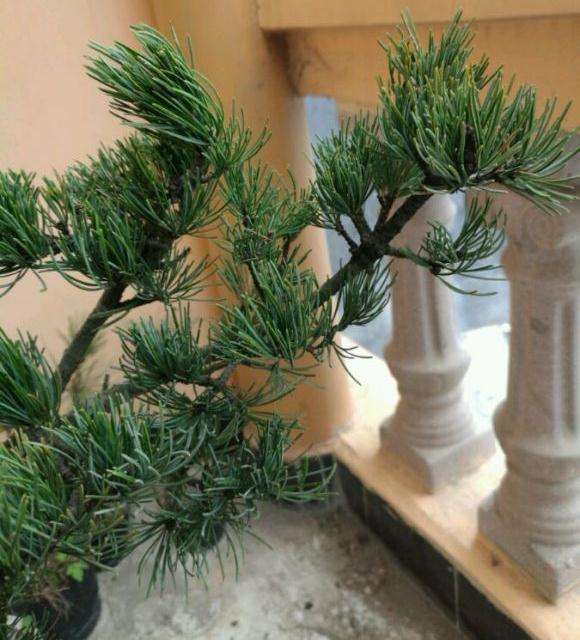 广西种的大阪松盆景出芽了