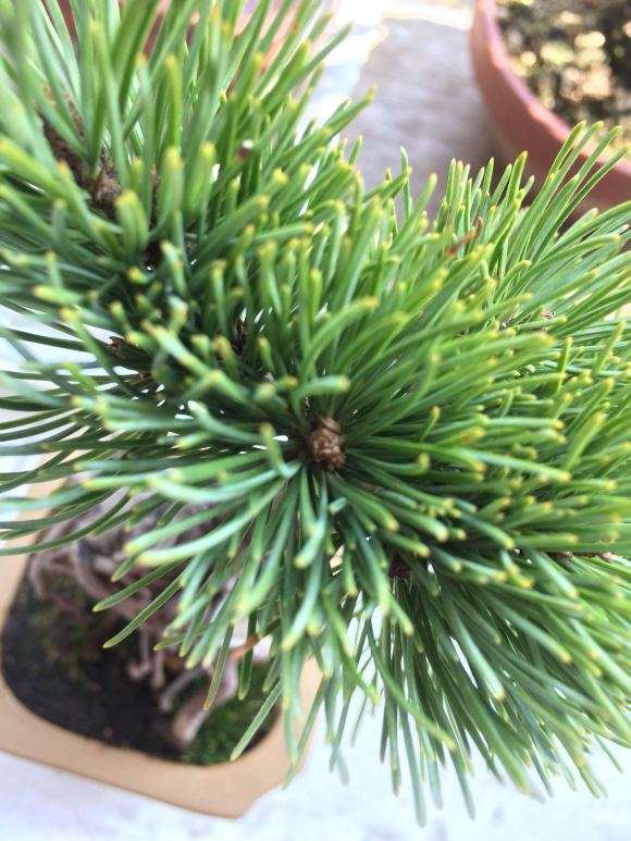 大阪松盆景的盆土要保持微湿状态吗