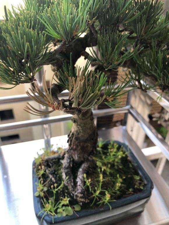 大阪松盆景的盆土要保持微湿状态吗