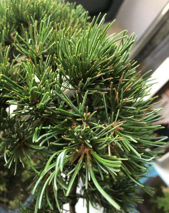 大阪松盆景的盆土要保持微湿状态吗