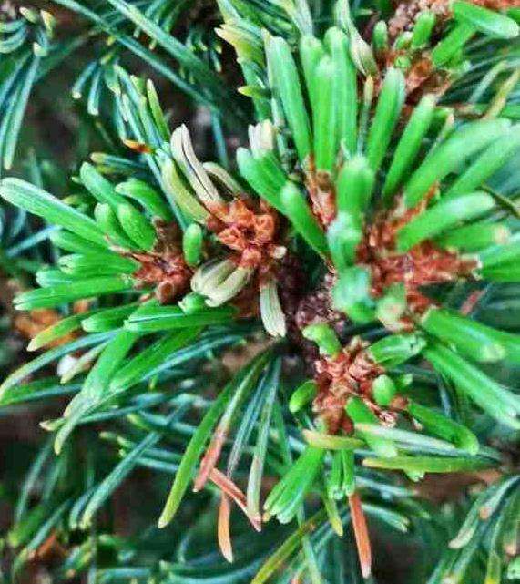 我这颗杨梅大阪松盆景是不是要死了