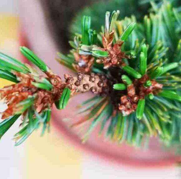 我这颗杨梅大阪松盆景是不是要死了