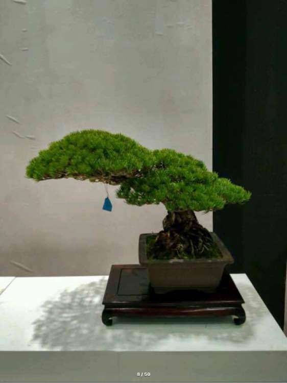 上海植物园展会上的大阪松盆景