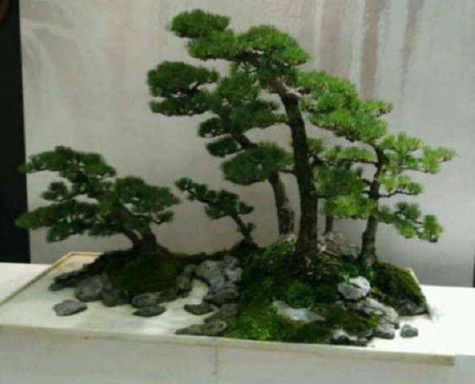 上海植物园展会上的大阪松盆景