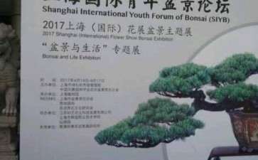 上海植物园展会上的大阪松盆景