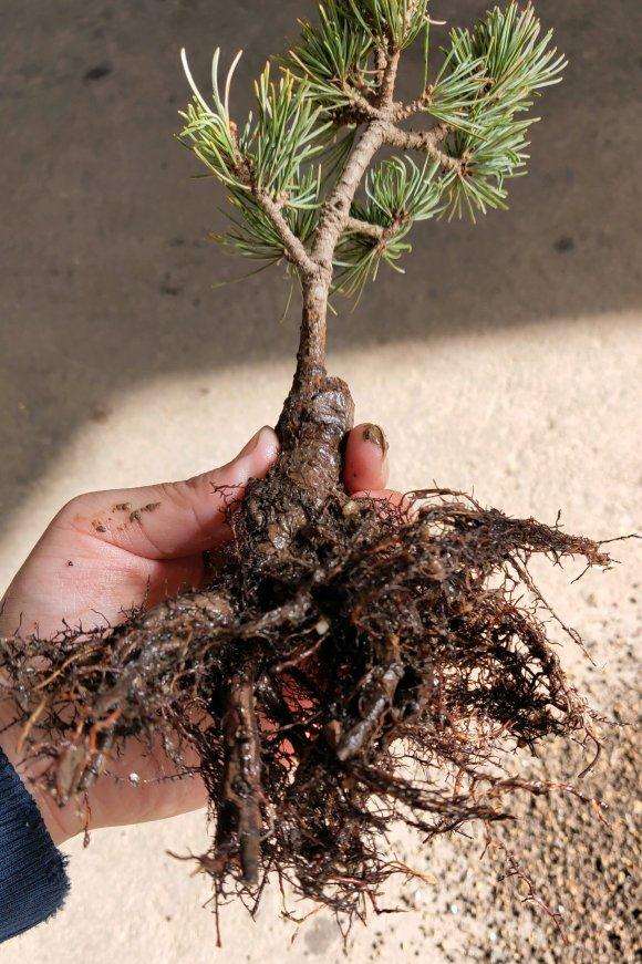 大阪松盆景3年之内从未换过盆