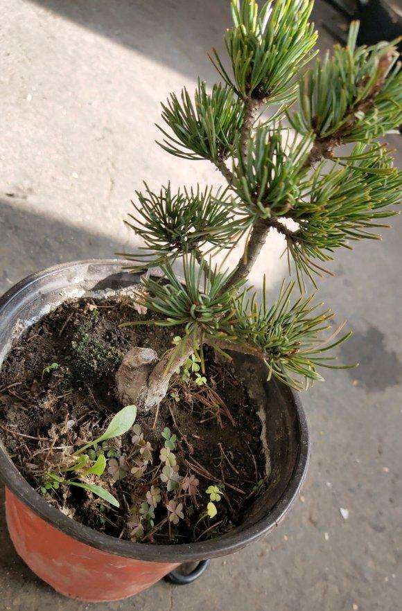 大阪松盆景3年之内从未换过盆