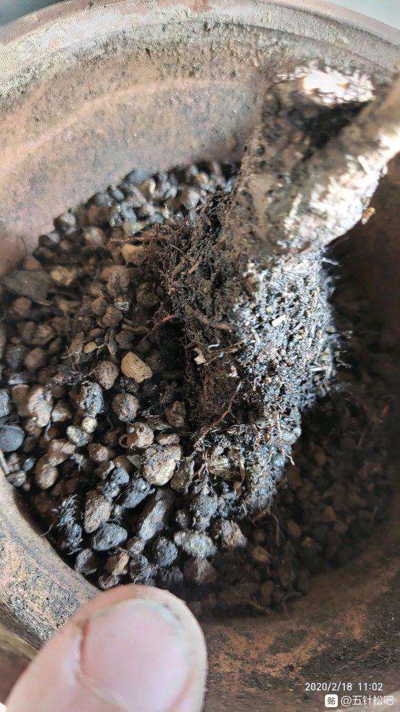 大阪松盆景3年之内从未换过盆