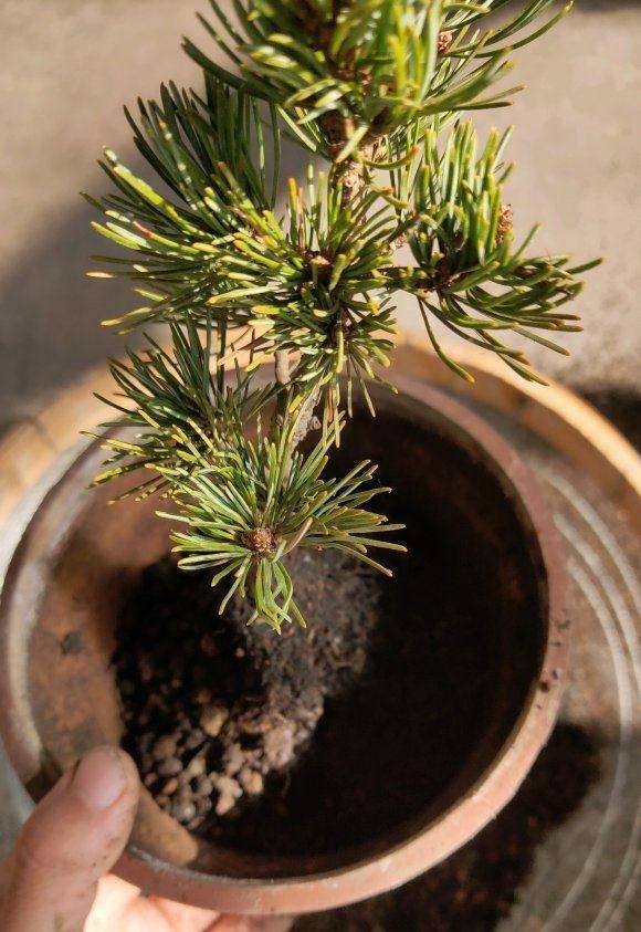 为什么大阪松盆景不要加园土