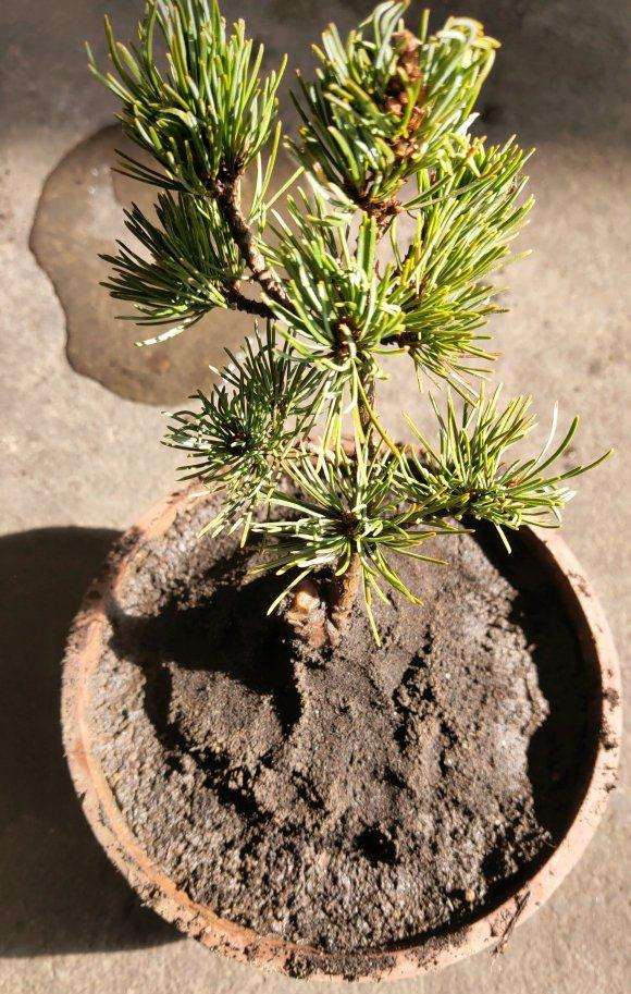 为什么大阪松盆景不要加园土