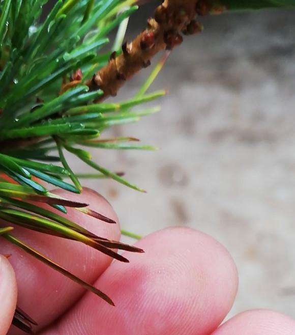 大阪松盆景的松叶发黑