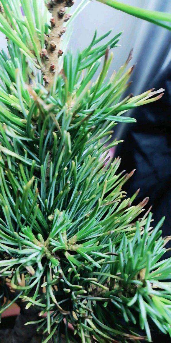 大阪松盆景的松叶发黑