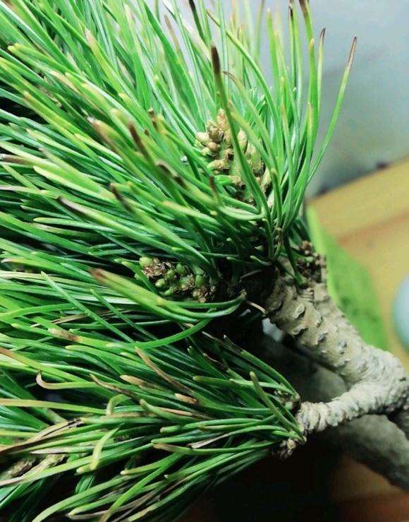 大阪松盆景的松叶发黑