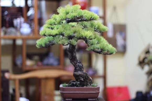 刚买的大阪松盆景小品 含盆高度40Cm