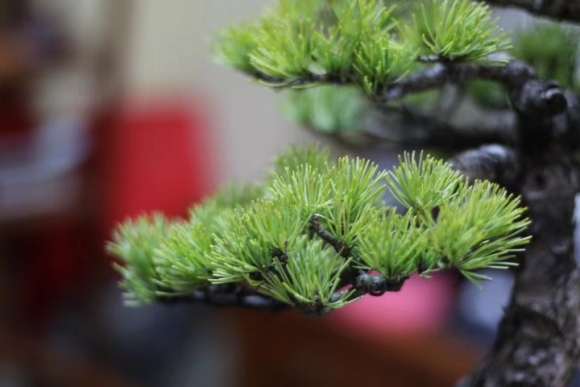 刚买的大阪松盆景小品 含盆高度40Cm