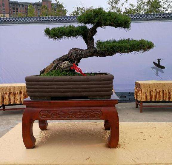 大阪松盆景怎么换盆的方法