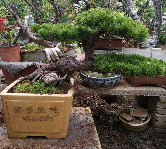 大阪松盆景怎么换盆的方法