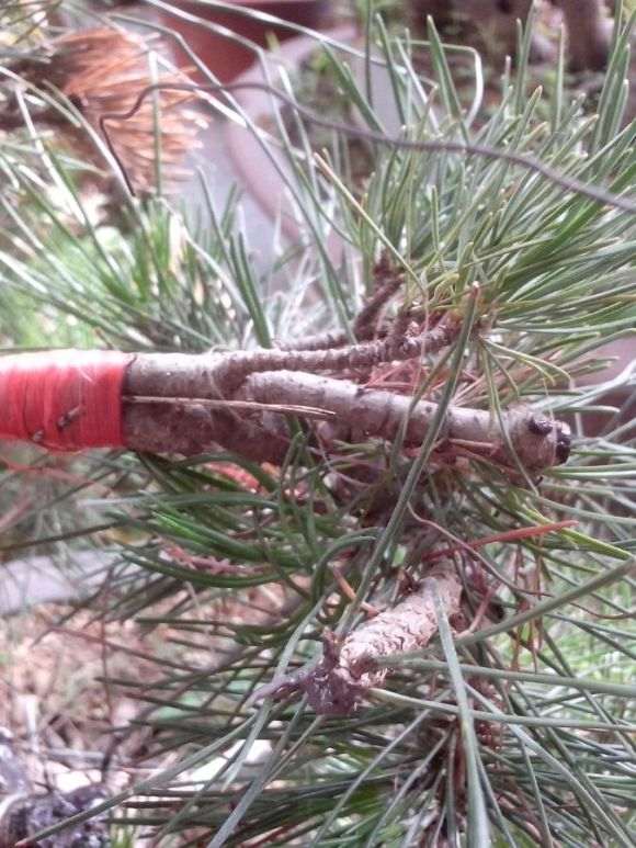 大阪松盆景嫁接后套的袋子是密封的吗