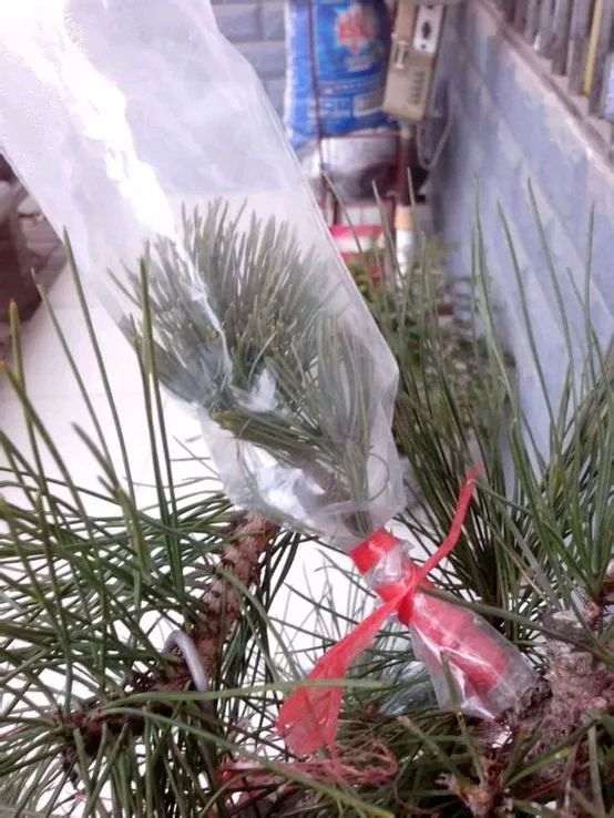 大阪松盆景嫁接后套的袋子是密封的吗