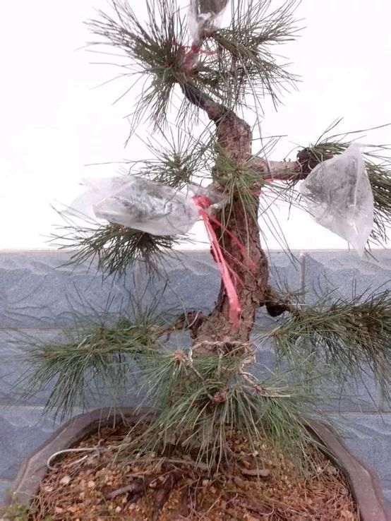 大阪松盆景嫁接后套的袋子是密封的吗