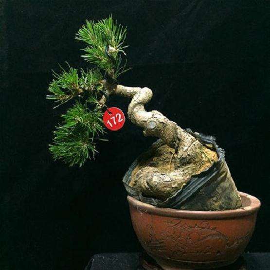 为什么室内阳台养不活大阪松盆景