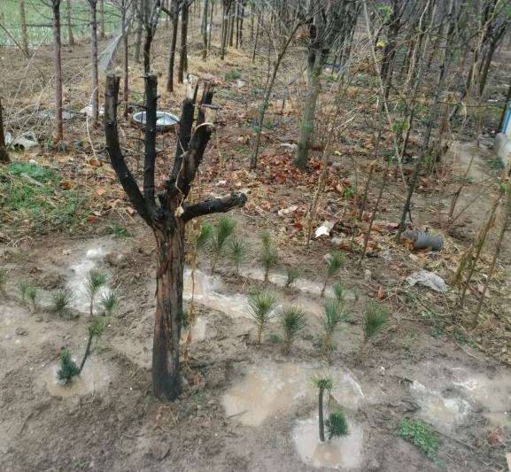 2年大阪松盆景 怕不怕大水导致呼吸不畅