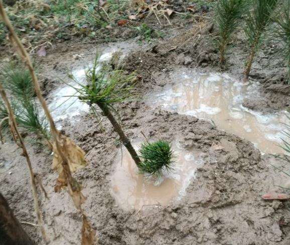 2年大阪松盆景 怕不怕大水导致呼吸不畅